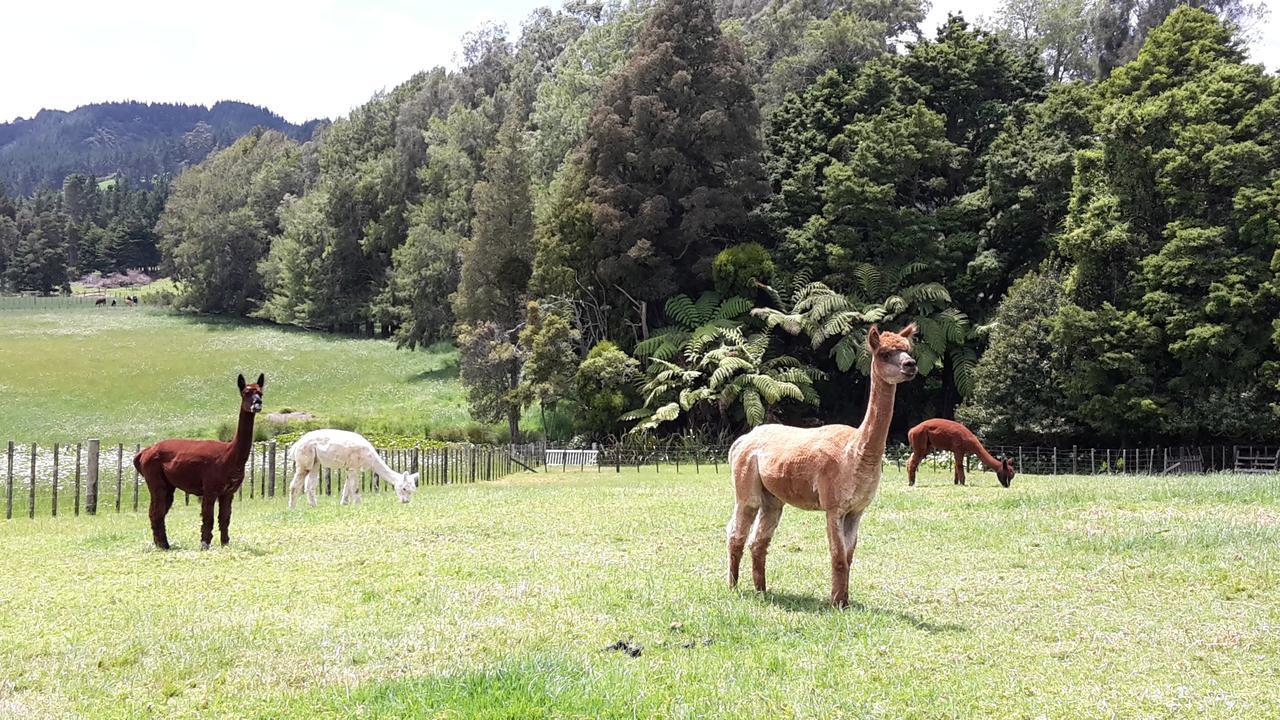 مبيت وإفطار Kauri Vinegar Hill المظهر الخارجي الصورة